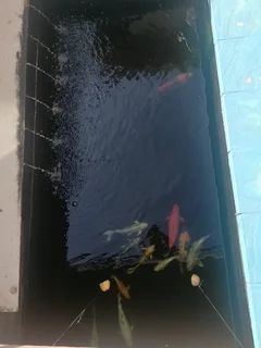 Large Koi for Sale