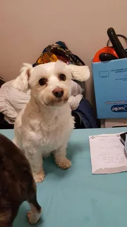 Dog Holiday Care At Our House In Tableview For When Kenneling Is Never An Option,ever !!!!