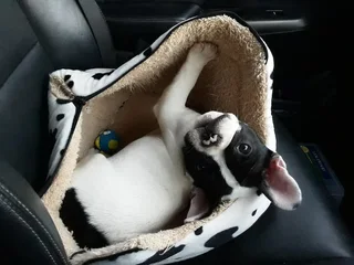 DOG HOLIDAY CARE AT OUR HOUSE IN TABLEVIEW FOR WHEN KENNELING IS NEVER AN OPTION,EVER !!!!