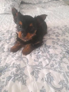 Yorkshire terrier puppies
