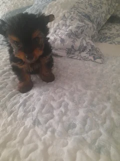 Yorkshire terrier puppies