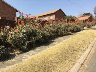 Lyndhurst flats to rent 1 &  bedroom from R3800 -R6350 excl w & elec