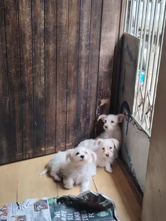 Maltese pups