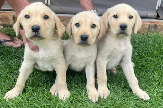 Labrador Puppies