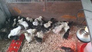Australorp  and silkie chicks for sale