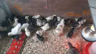 Australorp  and silkie chicks for sale
