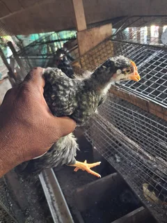 Potch koek koek chickens