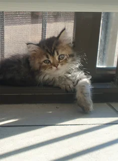 Persian/Chinchilla Kittens