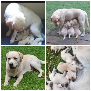 Pure bred Labrador puppies