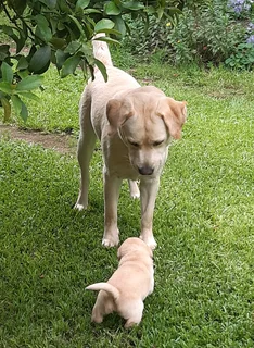Pure bred Labrador puppies