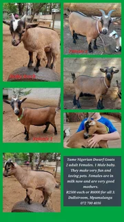 Tame Nigerian Dwarf Goats