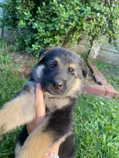 German Shepherd pups