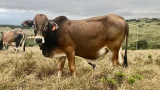 Boran Bulls