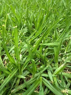 Kikuyu Grass