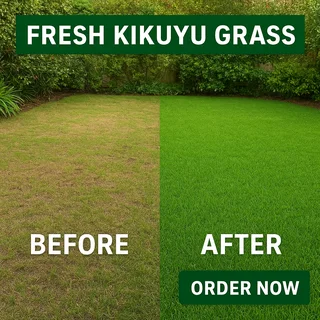 Kikuyu Grass
