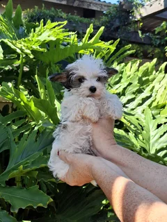 Yorkie Pocket size male puppy
