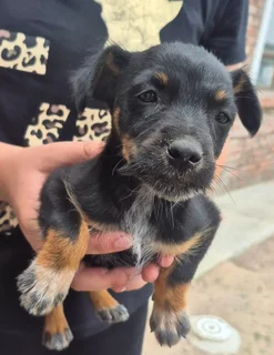 Cattle dog Cross puppies