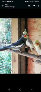 Cockatiels for sale
