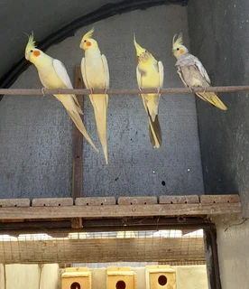 Cockatiels for sale