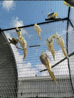 Cockatiels breeding pairs for sale