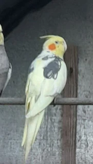 Cockatiels breeding pairs for sale