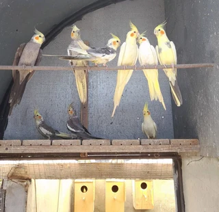 Cockatiels breeding pairs for sale