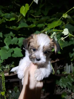 Morkie puppie