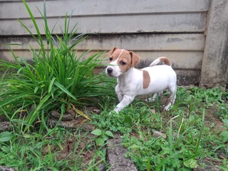 Pure bred jack russell