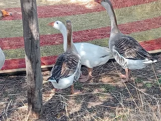 Geese - Ad posted by Jane