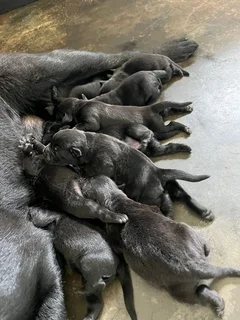 Labrador puppies