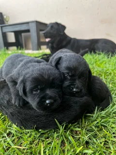 Labrador puppies