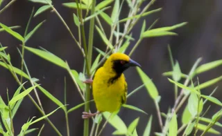 Timeshare Drakensberg Champagne Valley