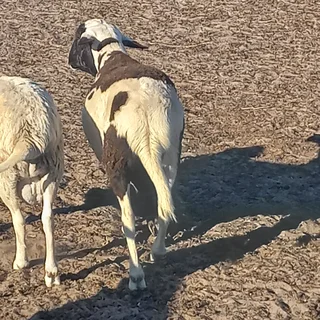 SHEEP FORSALE