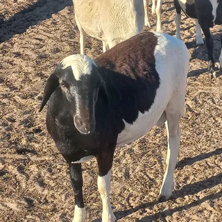 SHEEP FORSALE