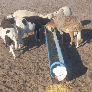 Sheep Forsale