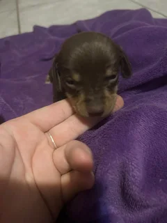 Dachound puppies