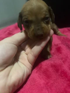 Dachound puppies