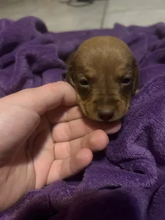 Dachound puppies