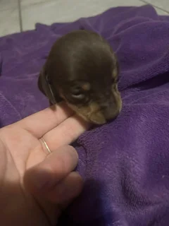 Dachound puppies