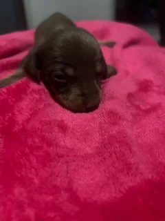Dachound puppies