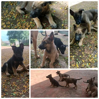 Puppies for sale