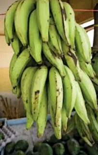 Plantain banana trees for sale