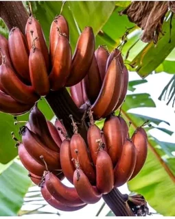 Red banana trees for sale