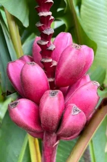 Pink banana trees for sale