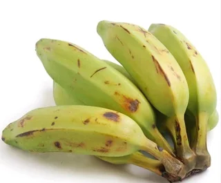 Burro banana trees for sale