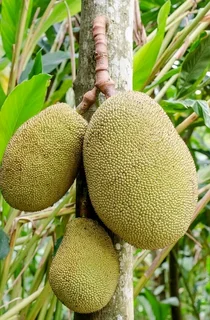Jackfruit trees for sale
