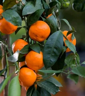 Dwarf Naartjie trees for sale