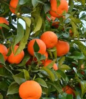Grafted valencia orange trees for sale