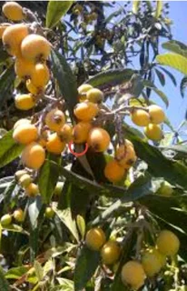 Loquat trees for sale