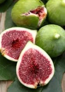 Green  fig trees for sale